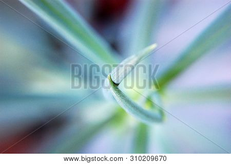 Macro Shot Of Senecio Serpens (blue Chalk Sticks).