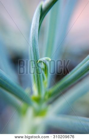 Macro Shot Of Senecio Serpens (blue Chalk Sticks).