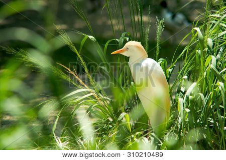 Cattle Egret (bubulcus Ibis) Is A Medium-sized White Heron With Black Legs.