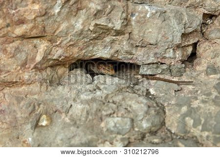 Lizard Peeking Out Of A Crevice In A Rock