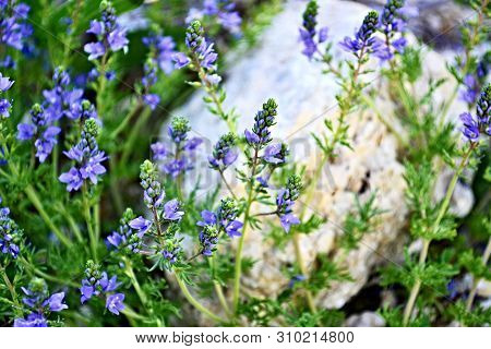 Field Meadow Flowers Of Purple, Summer, Spring, Nature, Landscape Or Screensaver For Your Desktop.