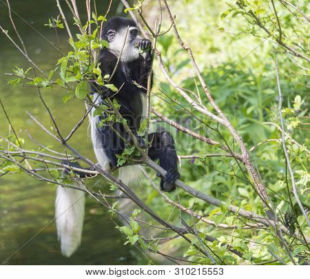 Young Baby Mantled Guereza Monkey Also Named Colobus Guereza Eating Tree Leaves, Climbing Tree Branc