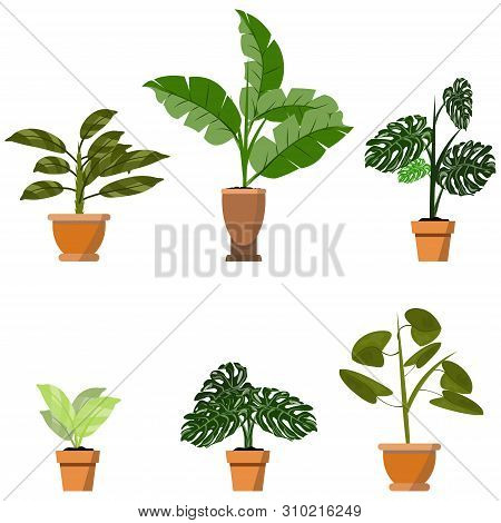 Potted Plants Isolated On White. Vector Set Of Six Green Tropical Plants In Pot Illustration For Int