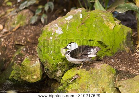 White-headed Duck. Animal Life Concept In The Reserve Park.