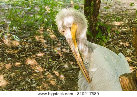 White Pelican Is A Bird In The Pelican Family Summer.
