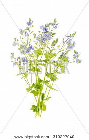 Blue Veronica Flower Isolated On White Background