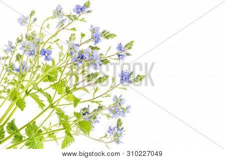Blue Veronica Flower Isolated On White Background