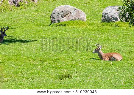 Bogota, June 27  Deers In The Family Amusement Park Named Duque Built In 1983 In Bogota  To Save Ani
