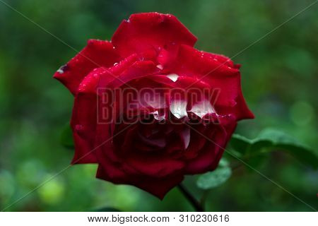 Macro Shot Of Red Rose In Soft Focus