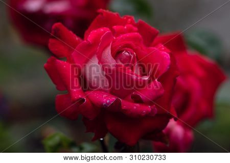 Macro Shot Of Red Rose In Soft Focus