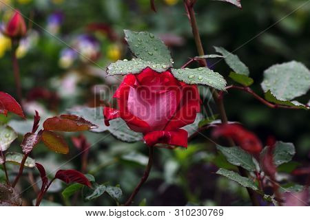 Macro Shot Of Red Rose In Soft Focus