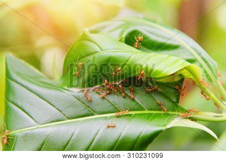 Ant Nest On The Tree / Red Ants Working Weaver Nest With Green Leaves On The Nature Forest On Summer