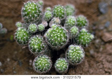 Photo Of A Cactus On Rocky Soil