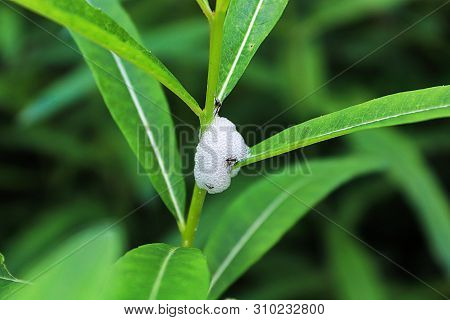Foam Produced By Spittlebugs On A Plant