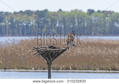 Osprey Leaving The Nest In The Blackwater Wildlife Refuge In Maryland