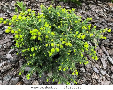 Small Conifer Tree On Decorative Chips Background.