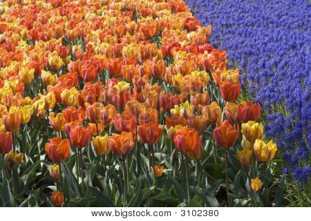 Tulips In Spring