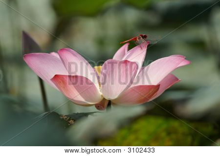 Dragonfly på Pink Lotus