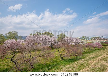 View Of Cherry Blossom Trees Chikuma River River Park / Obuse Town, Nagano Prefecture, Japan.