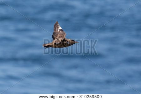 Natural Great Skua (stercorarius Skua) In Flight Over Blue Sea