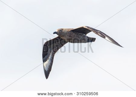 Isolated Natural Great Skua (stercorarius Skua) In Flight, Spread Wings