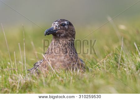 Portrait Natural Great Skua (stercorarius Skua) Sitting In Green Meadow