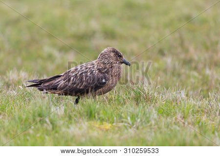 One Natural Great Skua (stercorarius Skua) Standing In Meadow