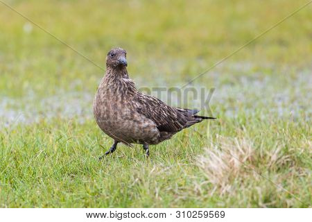 Natural Great Skua (stercorarius Skua) Standing In Green Grassland