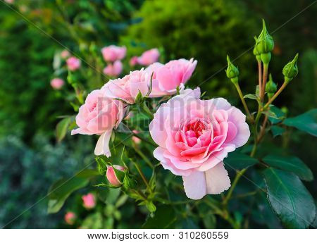 Beautiful Pink Roses Bonica In The Garden. Perfect For Background Of Greeting Cards For Birthday, Va