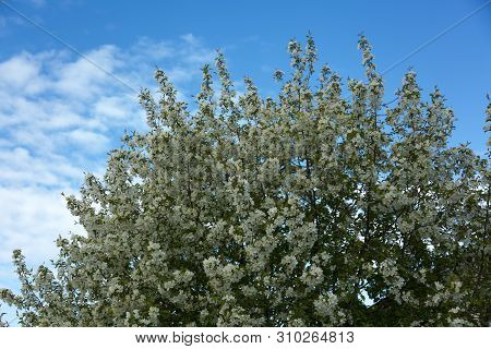 A Large Flowering Apple Tree With White Flowers