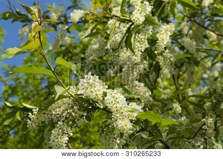 A Large Flowering Apple Tree With White Flowers