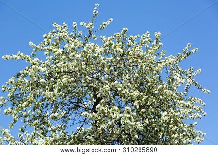 A Large Flowering Apple Tree With White Flowers