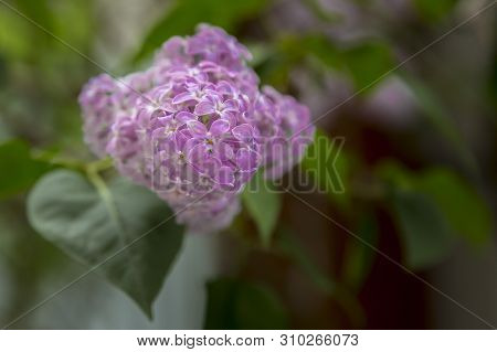 A Bunch Of Blooming Lilacs In Early Spring In May