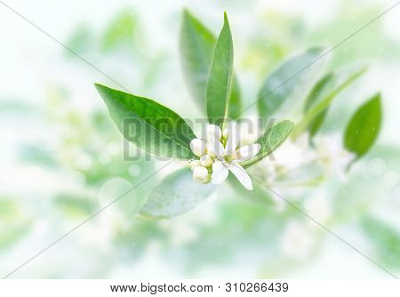 Neroli Flowers And Buds And Green Foliage After Spring Rain On The Blurred Garden Background. Orange