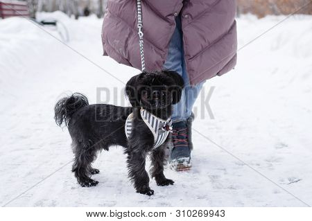 Black Russian Colored Lap Dog Phenotype With Its Owner At Wintertime.