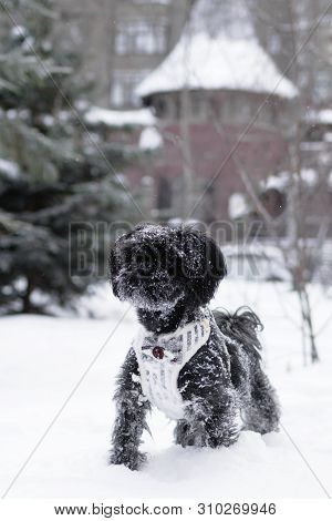 Portrait Of Black Russian Colored Lap Dog Phenotype On A Background Of Coniferous Forest With Castle