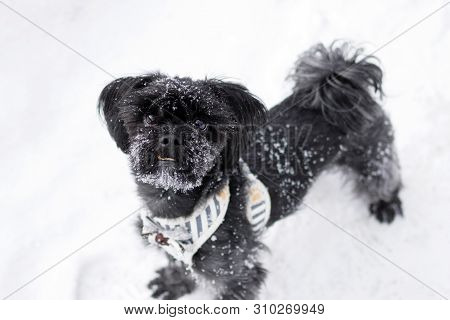 Portrait Of Black Russian Colored Lap Dog Phenotype With Snowflakes On Its Face On A Background Of S