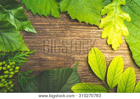 Rustic Summer Background With Green Leafs On A Wooden Background. Faded With Sunburst.