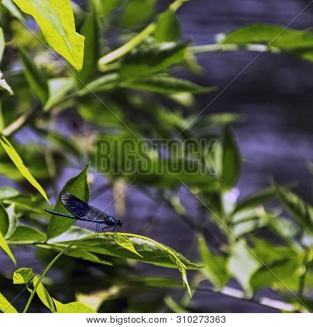 Banded Demoiselle Dragonfly (calopteryx Splendens) - Male In British Park
