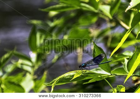 Banded Demoiselle Dragonfly (calopteryx Splendens) - Male In British Park