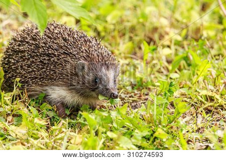 Hedgehog Eating Clover Leaf And Looking Into Camera.