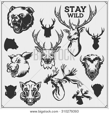 Vector Set Of Forest Animals Illustration And Silhouette. Hunting Club Design.