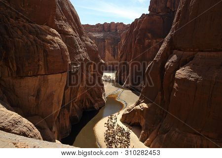 Camels Rest In A Canyon Near The Water