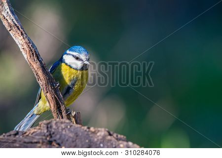 Cyanistes Caeruleus Or  Herrerillo Comun On A Branch