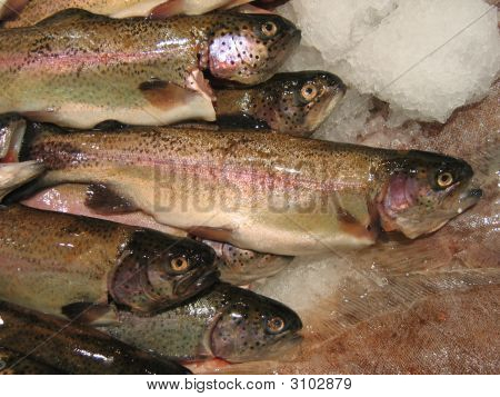 Ørred