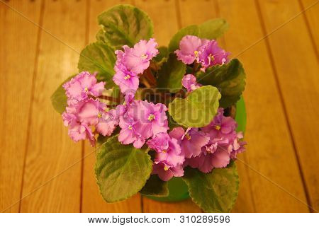 Viola In The Artificial Light On The Wooden Table