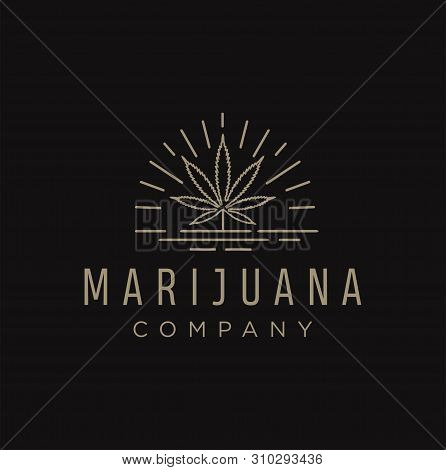 Elegant Cannabis Vintage Logo Design Inspiration - Vector