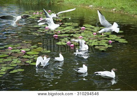 Gulls Fighting For The Piece Of Bread In Birstonas Resort Town Pond (lithuania).