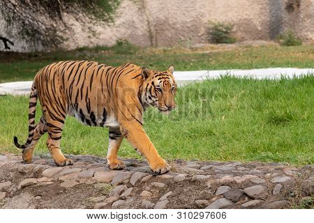 Bengal Tiger Walking In Chhatbir Zoological Park Situated Close To Zirakpur, India