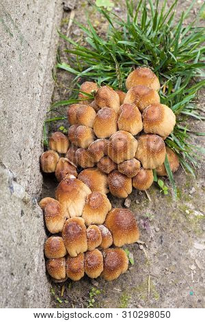 Young Fruit Bodies Of Glistening Inkcap Mushroom (coprinellus Micaceus) Near Concrete Wall